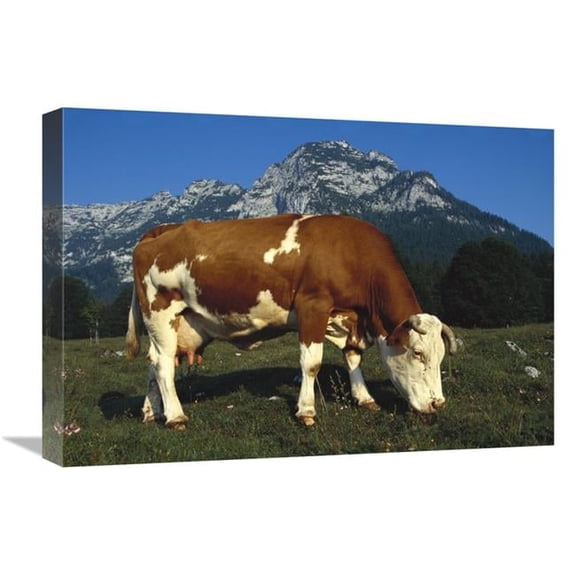 22 in. Cow Grazing in Field in Berchtesgadener Land, Bavaria, Southern Germany Art Print - Heidi And Hans-Juergen Koch