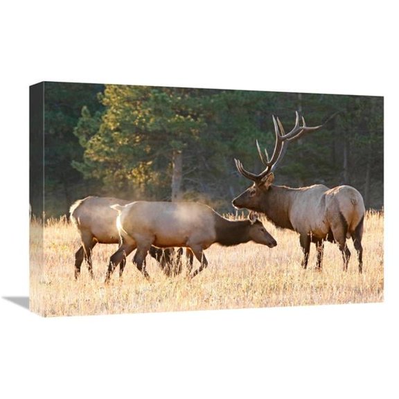22 in. Elk Family Group Art Print - Vic Schendel