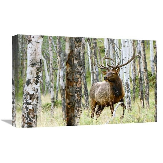22 in. Elk in the Aspens Art Print - Vic Schendel