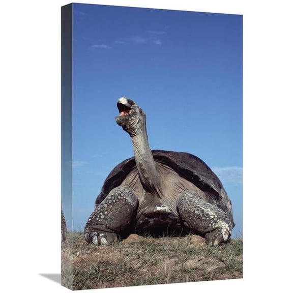 22 in. Galapagos Giant Tortoise Yawning, Alcedo Volcano, Galapagos Islands, Ecuador Art Print - Tui De Roy