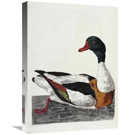 22 in. Hand Colored Engraving of a Duck Art Print - Thomas Pennant