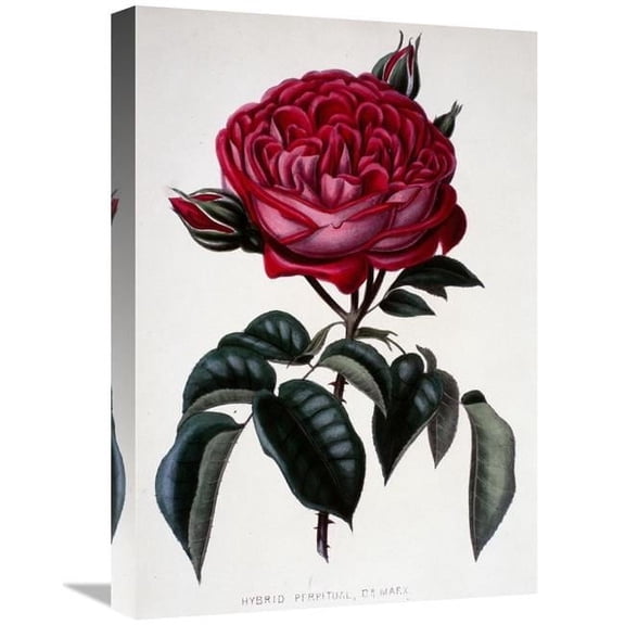 22 in. Hybrid Perpetual, Dr. Marx Art Print - Henry Curtis