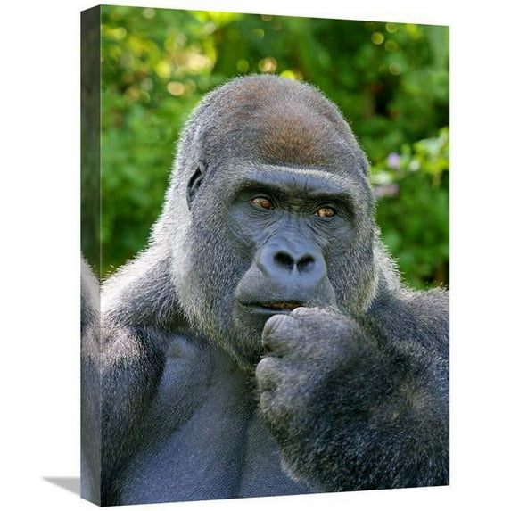 22 in. Lowland Silverback Art Print - Vic Schendel