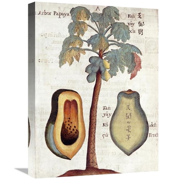 22 in. Papaya Tree Art Print - Michael Boym