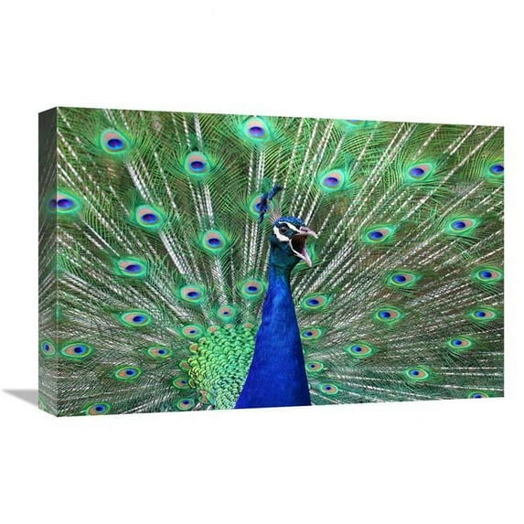 22 in. Peacock Art Print - Vic Schendel