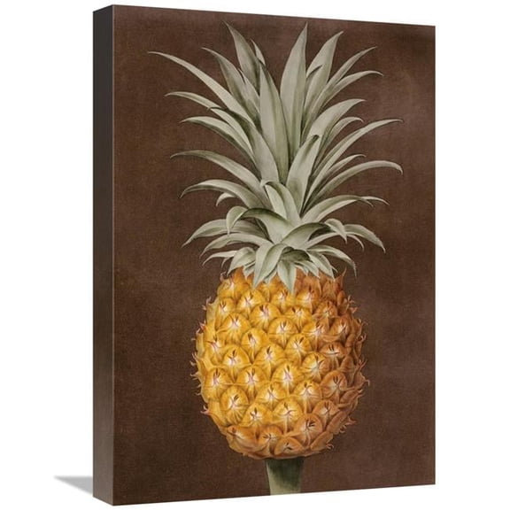 22 in. Pineapple Art Print - George Brookshaw