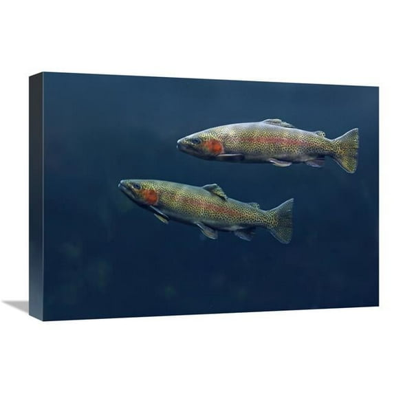 22 in. Rainbow Trout Pair Swimming Underwater Art Print - Tim Fitzharris