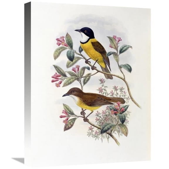 22 in. Ramsays Thickhead Art Print - John Gould