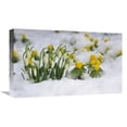 thumbnail image 1 of 22 in. Snowdrops Blooming in Snow, Germany Art Print - Konrad Wothe, 1 of 1