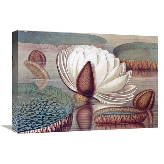 22 in. The Great Water Lily of America - Opening Flower Art Print - William Sharp