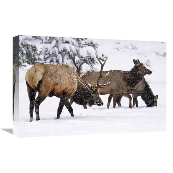 22 in. The Long Trek Home Art Print - Vic Schendel