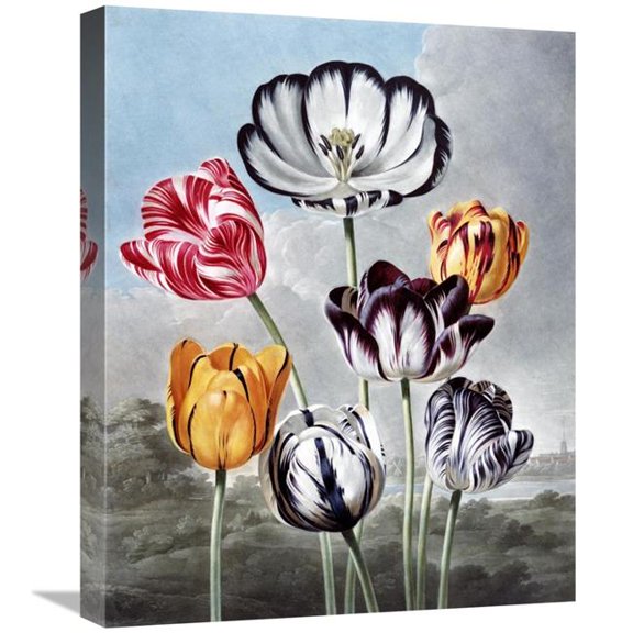 22 in. Tulips Art Print - Robert John Thornton