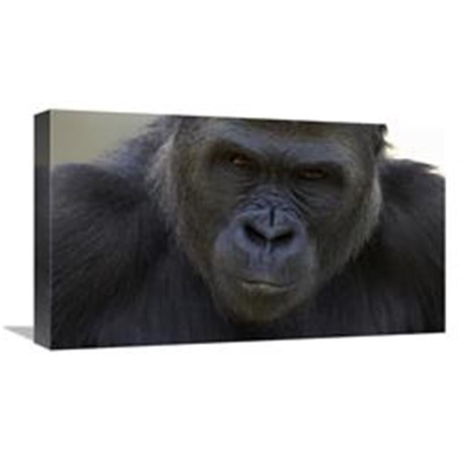 22 in. Western Lowland Gorilla Portrait, Native to Africa Art Print ...