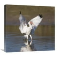thumbnail image 1 of 22 in. White Ibis Landing, Rio Grande Valley, Texas Art Print - Tom Vezo, 1 of 1