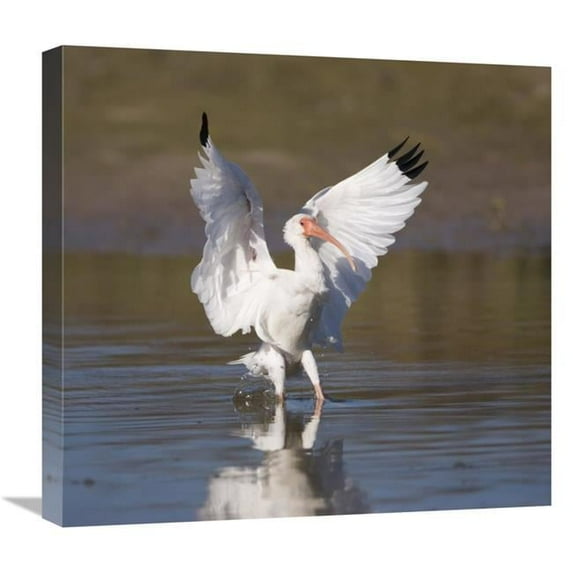 22 in. White Ibis Landing, Rio Grande Valley, Texas Art Print - Tom Vezo
