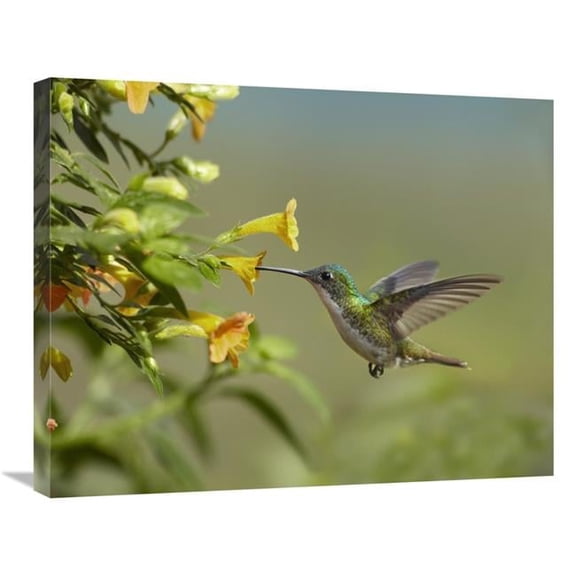 22 x 28 in. Andean Emerald Hummingbird Feeling on Yellow Flower, Ecuador Art Print - Tim Fitzharris