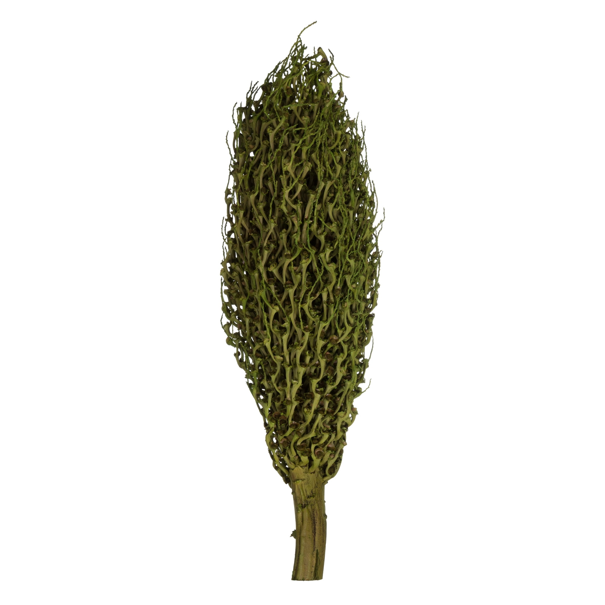 Vickerman 22 x 7" avg Foliage Green Olympia Seed Pod, 1 piece, Dried