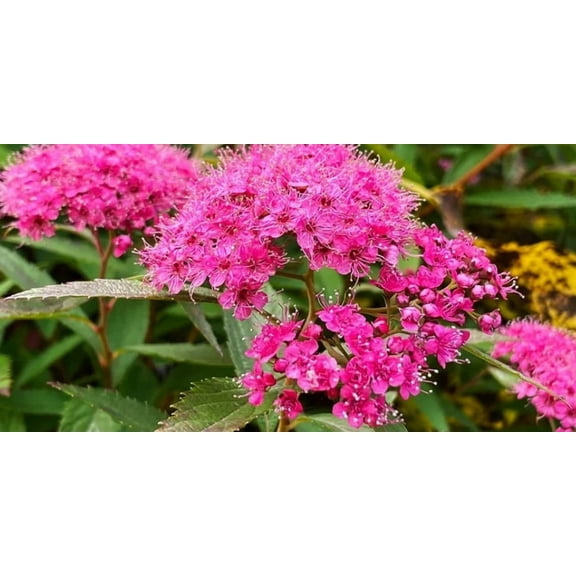 220 Meadowsweet Seeds Mix Japanese Spirea Reeves Flowering Shrub Bridal Wreath Spirea Western Spirea