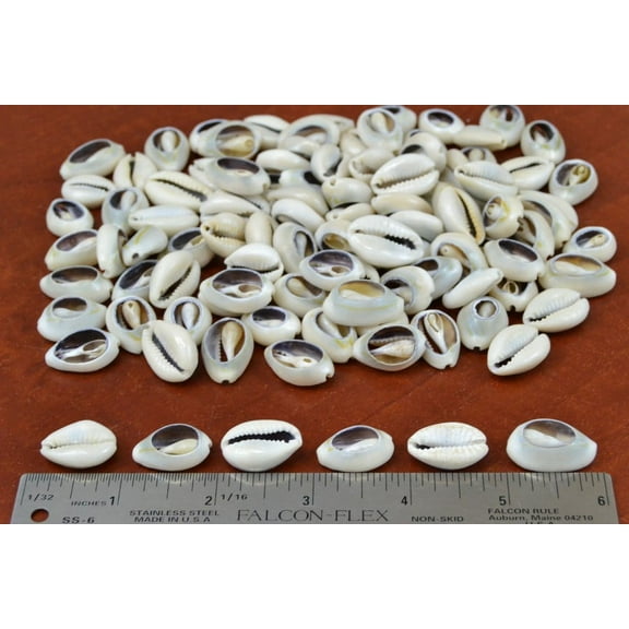 220+ Pcs Medium Bulk Cut Cowrie Seashell
