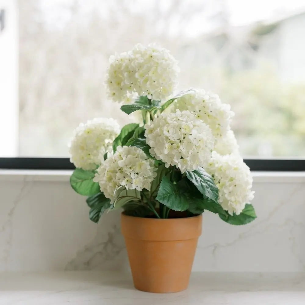 Hydrangea Potted Plants