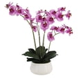 thumbnail image 1 of 23" Phale Orchid, 1 of 5