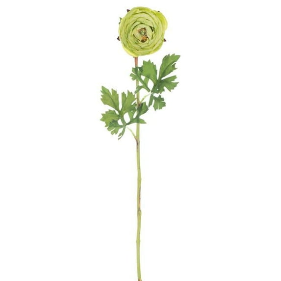 23 in. Green Ranunculus Stem