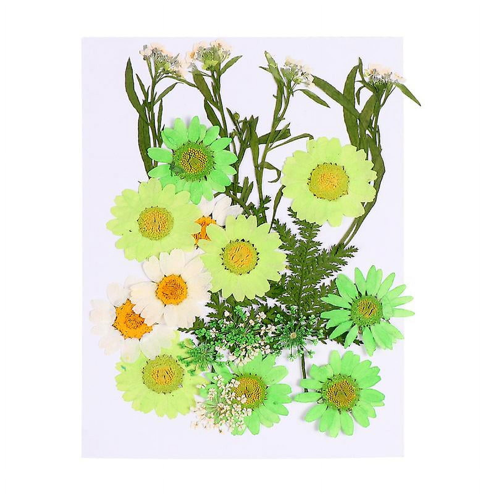 23pcs Dried Flower