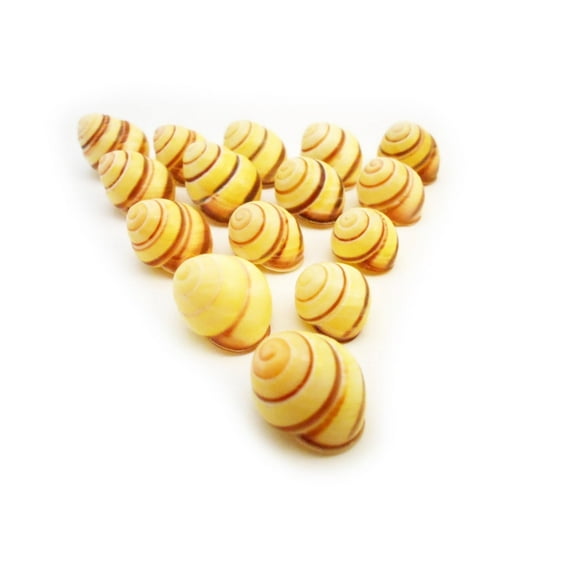 24 Beautiful Striped Yellow Land Snail Shells - Select Quality - about 3/4-1" (20-25mm) - Beach Crafts, Nautical Decor, Coastal Cottage