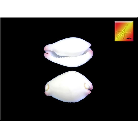 24 Beautiful White & Purple Wart Cowries (Vericosus Calprunis) 3/4"-1" Seashells