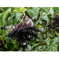 thumbnail image 1 of 24 Black Bearing Elderberry Cuttings to Grow - Grow 24 Elderberry Bush - Prized for Healthy Fruit, 1 of 2
