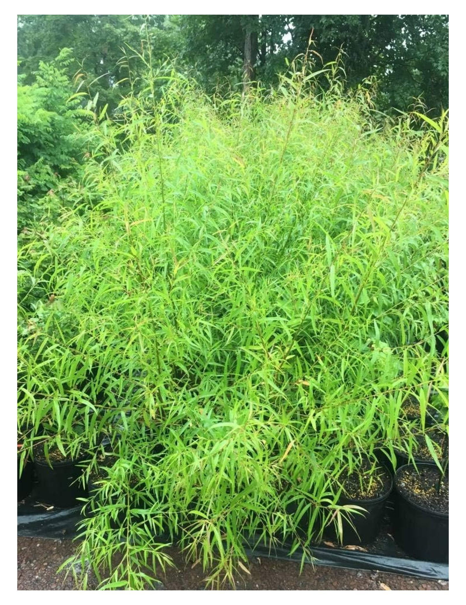 24 Black Cuttings Beautiful Shade and Privacy Tree Grow Trees Two