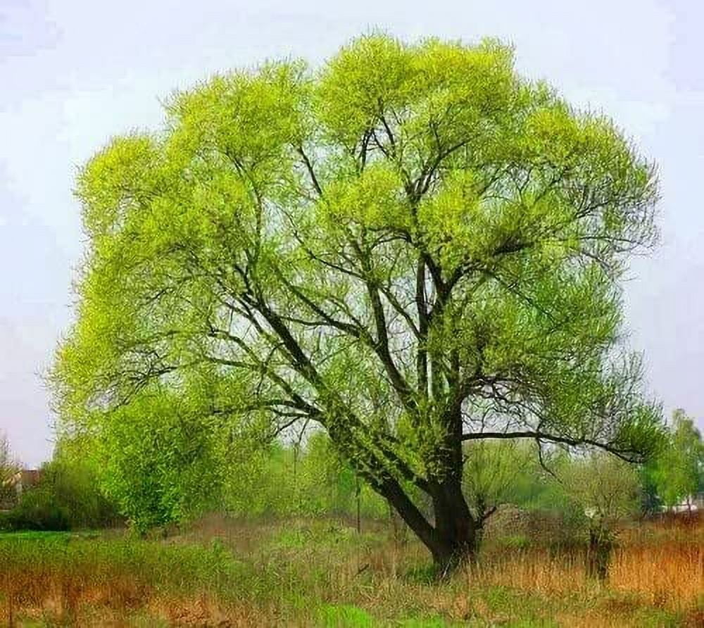 24 Black Willow Tree Cuttings - Beautiful Shade and Privacy Tree - Grow  Trees Two Dozen (24) Black Willow Live Trees - Walmart.com