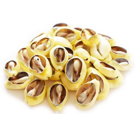 24 Center Cut Money Cowrie Shells (1-1.5"/25-37 mm) Beach Ocean Crafts Jewelry Nautical Decor