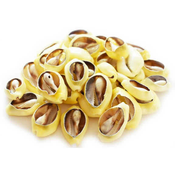 24 Center Cut Money Cowrie Shells (3/4 - 1 1/4") Beach Ocean Crafts Jewelry Nautical Decor