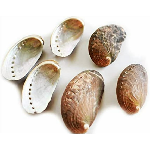 24 Green Abalone Shells Seashell (Donkey's Ear) Haliotis Asinina Ocean Arts & Crafts