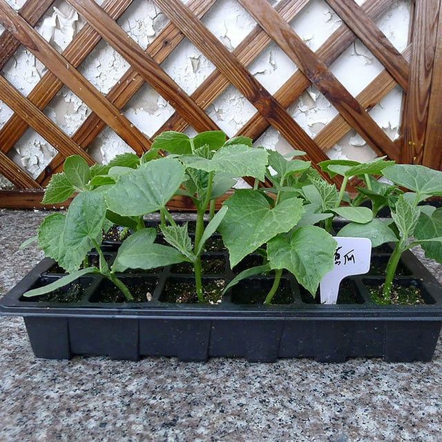 24 Hole Grows Nursery Seedling Water Lettuce Cool Season Dense Shade