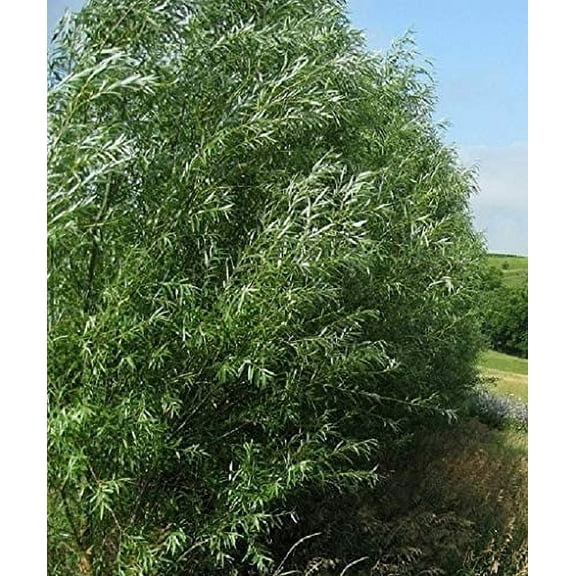 CZ Grain Jumbo Hybrid Willow Live Tree