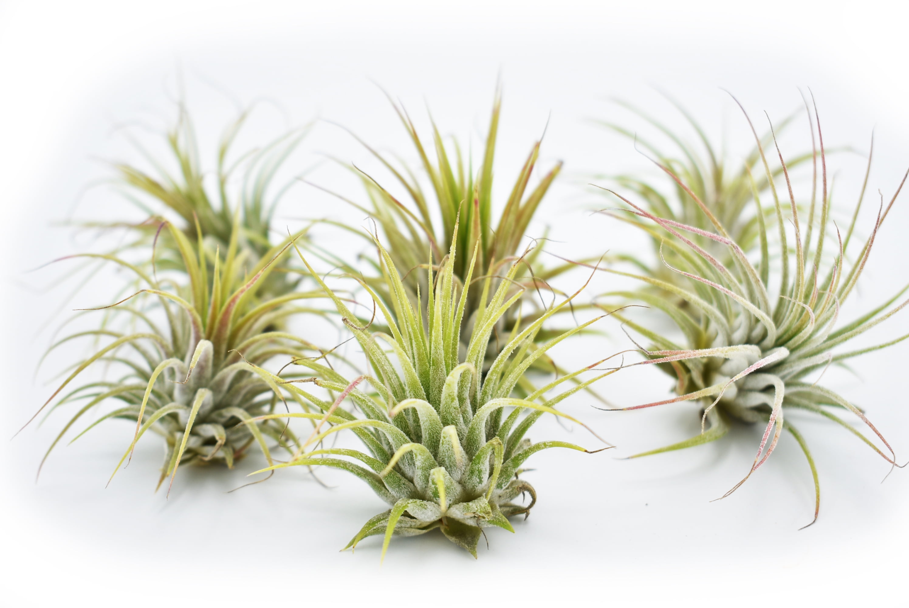 dracaena cane marginata 4 in. Dracaena Marginata (Dracaena Marginata) Plant in Grower Pot