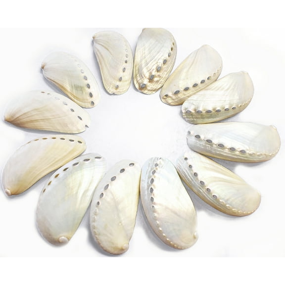 24 Pearl Abalone Shells 2-3" Beach Wedding Seashells Crafts Nautical White
