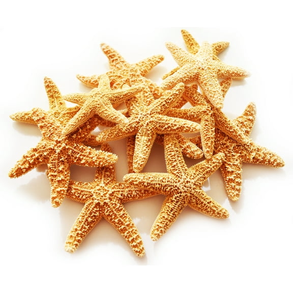 24 Real Dried Small Sugar Starfish (2-3" / 50-77 mm) Beach Arts and Crafts, Coastal Cottage and Nautical Home Decor, Beach Weddings