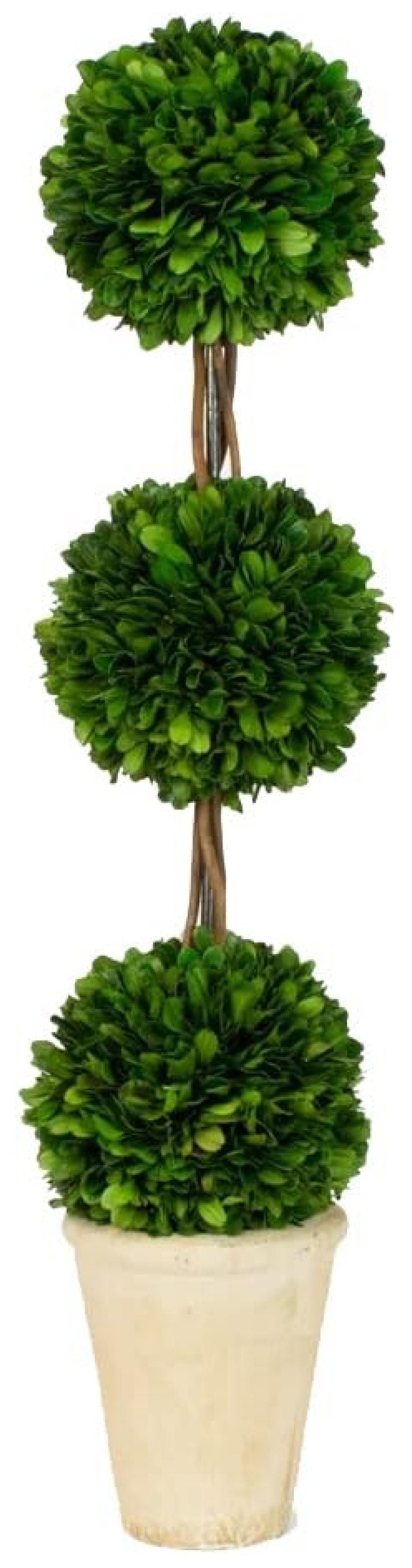 24" Green Preserved Boxwood Triple Topiary in White-Washed Pot