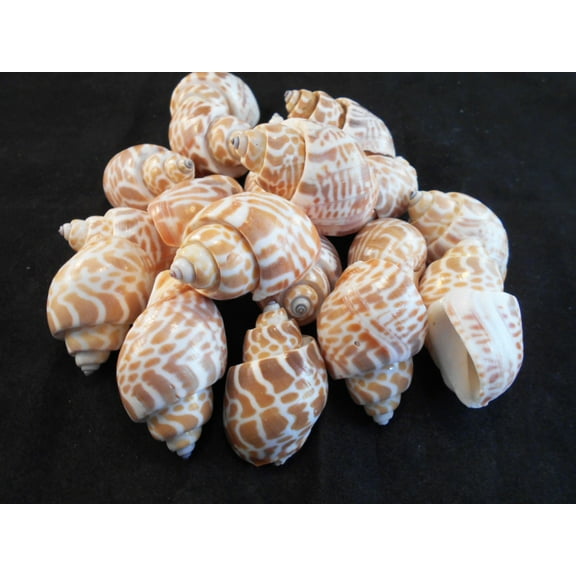 24 Select Babylonia Spirata Shells Seashells 1" - 1 1/2" Shellcraft Beach Crafts Nautical Decor Beach Wedding Hermit Crabs