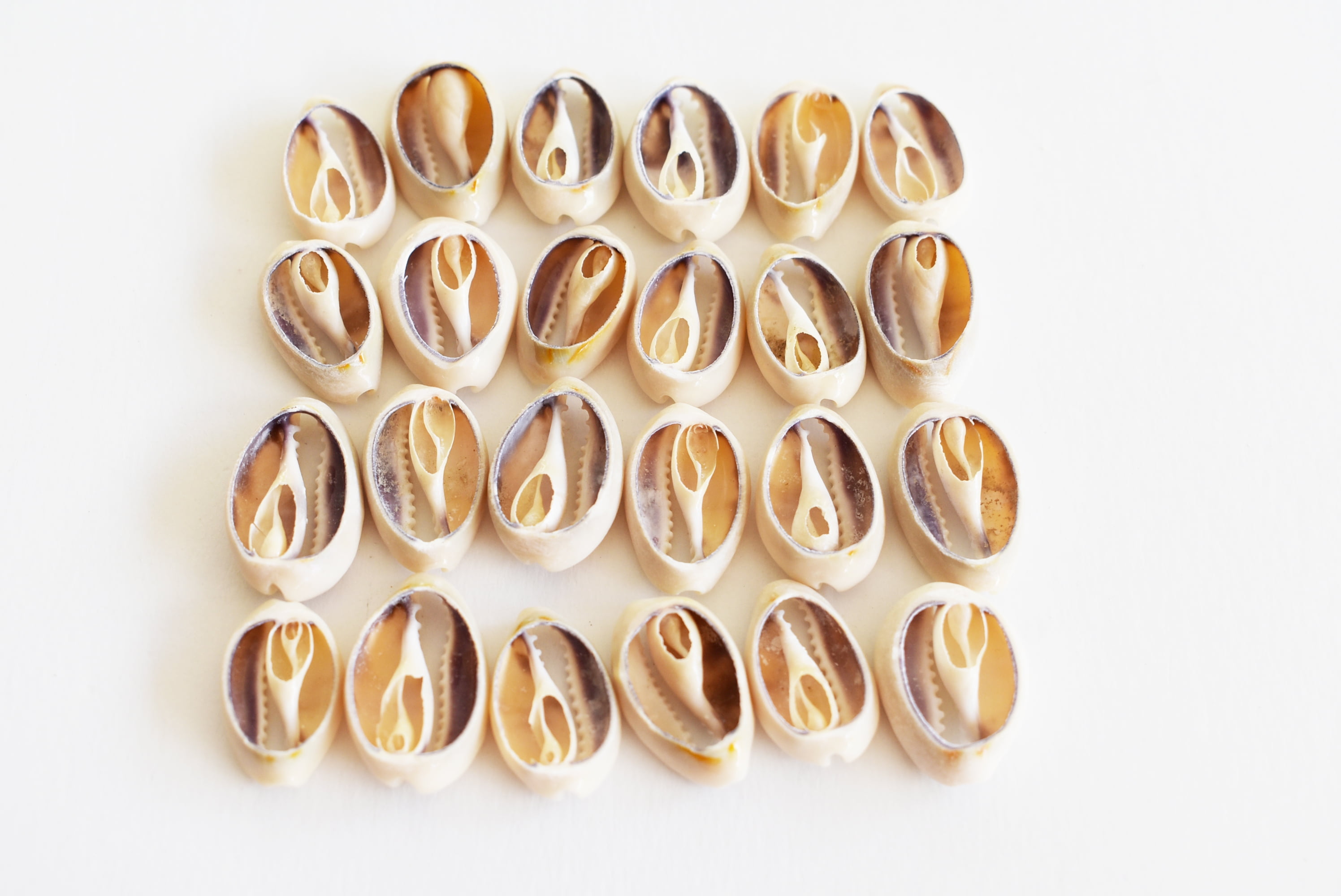 Crowei Shells 24 Select Center Cut Ringtop Cowrie Shells (1/2 - 1