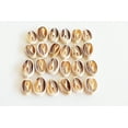 thumbnail image 1 of 24 Select Center Cut Ringtop Cowrie Shells (1/2 - 1" / 12-25 mm) Beach Crafts Ocean Jewelry Nautical Decor, 1 of 4