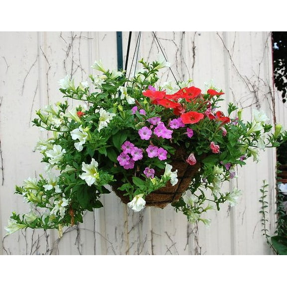 24" Traditional Heavy Duty Hanging Basket with Hand Formed Cocomoss Liner and Rigid Hanger