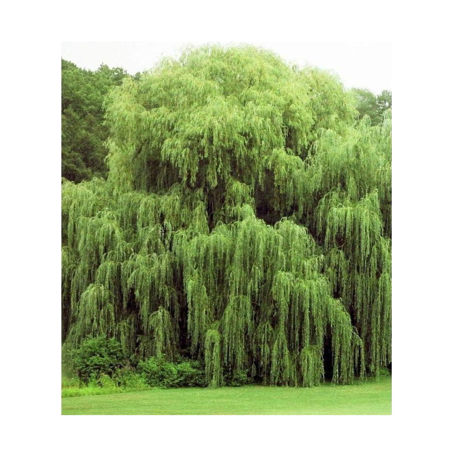 24 Weeping Cuttings Beautiful Arching Canopy Grow 24 Golden Weeping