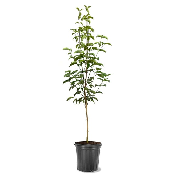 Expert Gardener 1.5-2 ft tall Appalachian Joy Dogwood Live Tree in 3-Gallon Grower Pot