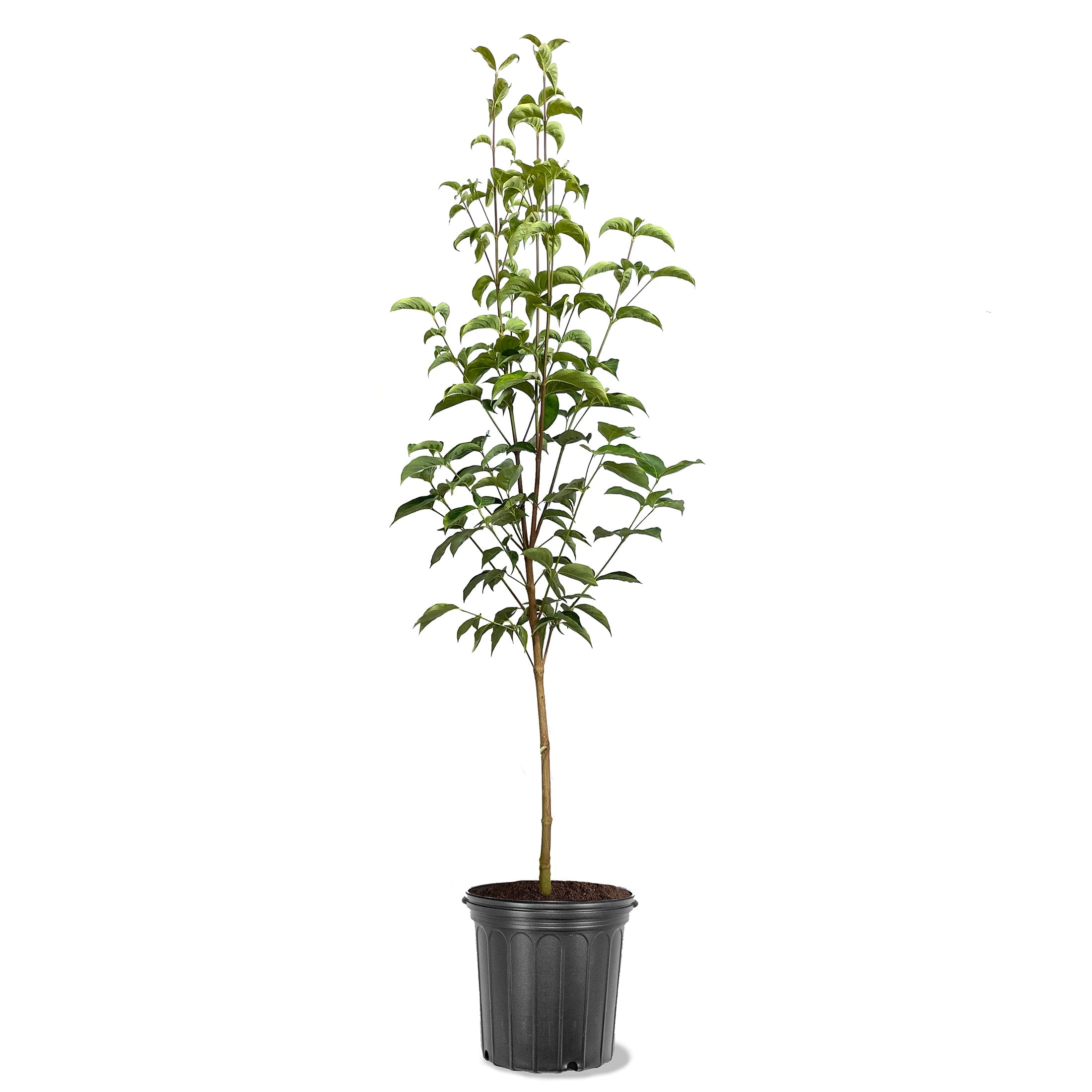Expert Gardener 1.5-2 ft tall Cherokee Princess Dogwood Live Tree in 3-Gallon Grower Pot
