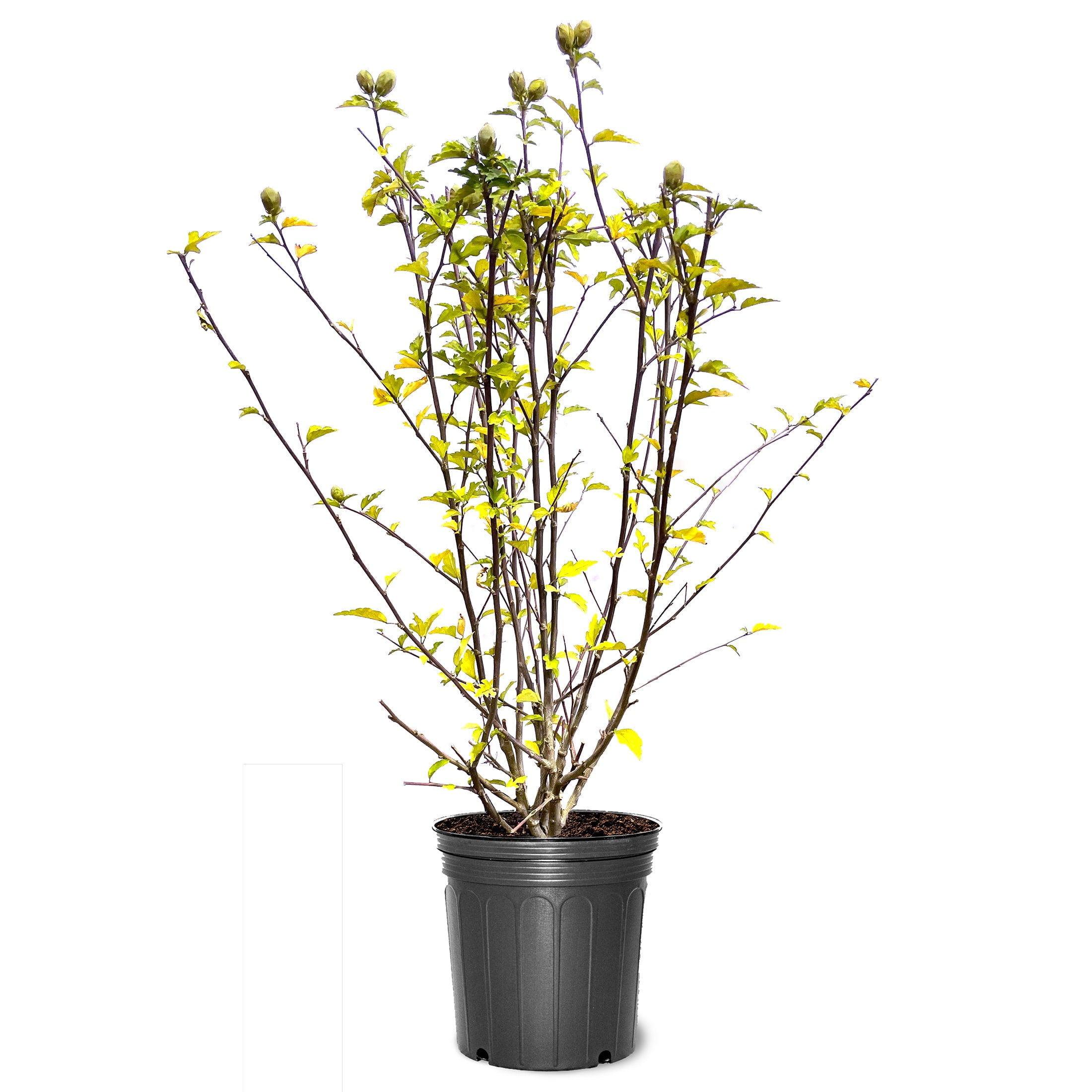 Expert Gardener 1.5- 2 ft tall White Althea Live Shrub in 3-Gallon Grower Pot