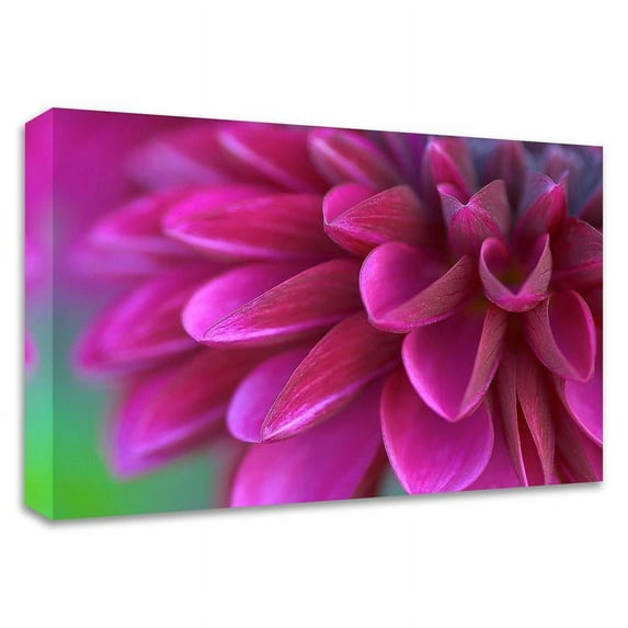 24" x 18" Pink Chrysanthemum by PhotoINC Studio - Print on Canvas Fabric White